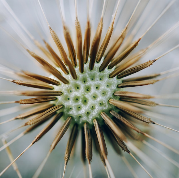 flor de diente de león en el jardín