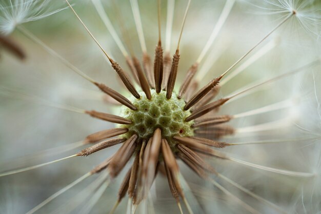 flor de diente de león en el jardín