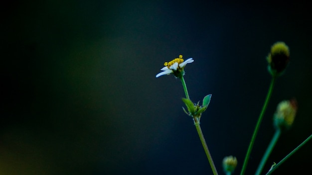 Flor de diente de león en lugar natural