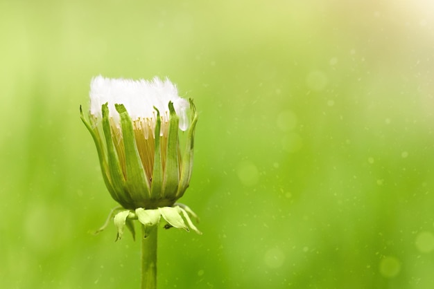 flor de diente de león en una macro de fondo verde