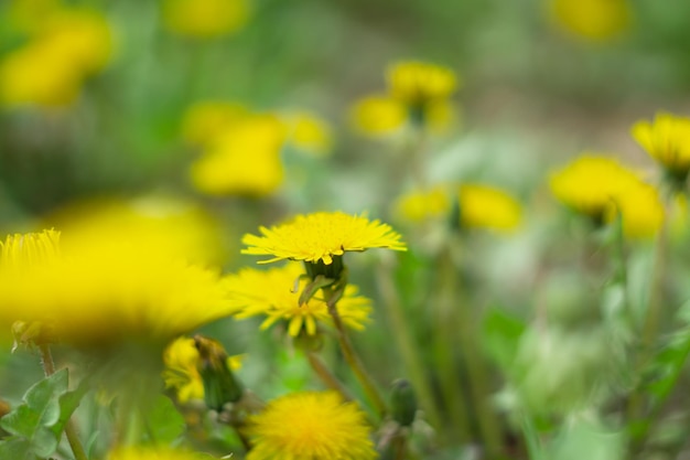 flor de diente de león pequeños detalles bien hecho