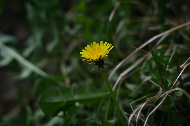 flor de diente de león pequeños detalles bien hecho