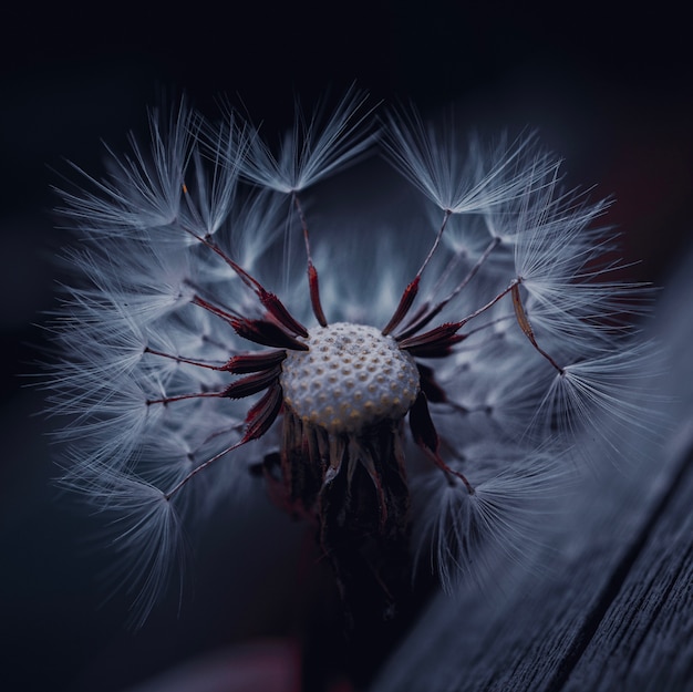 Flor de diente de león planta en primavera