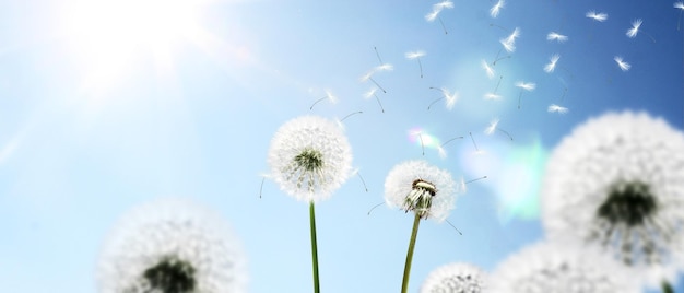 Flor de diente de león con plumas voladoras en el cielo azul