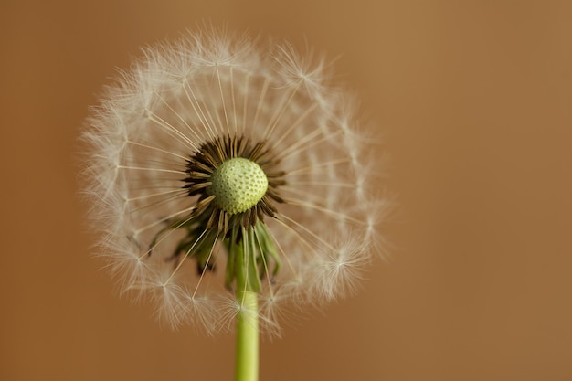 Foto flor de diente de león de primer plano