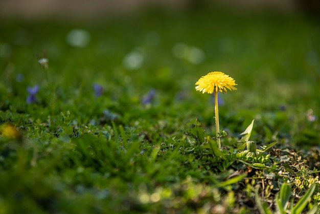 Flor de diente de león rodeada de pasto verde en primavera