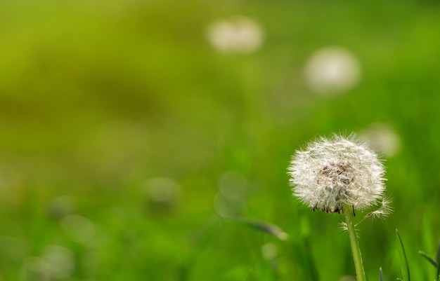 Flor de diente de león seco en el fondo de la hierba verde en primavera.