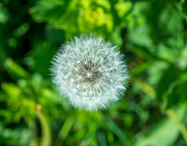 Flor de diente de León sobre fondo verde