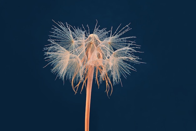 Flor de diente de león en superficie azul oscuro