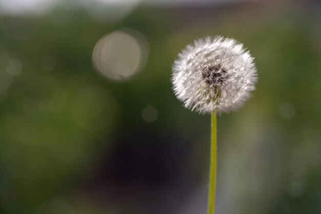 La flor del diente de león