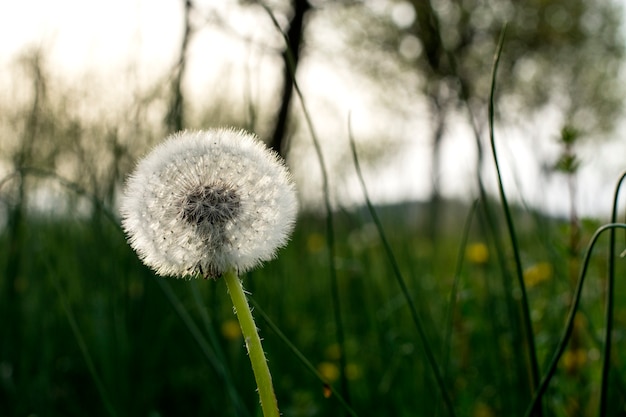 Flor del diente de león