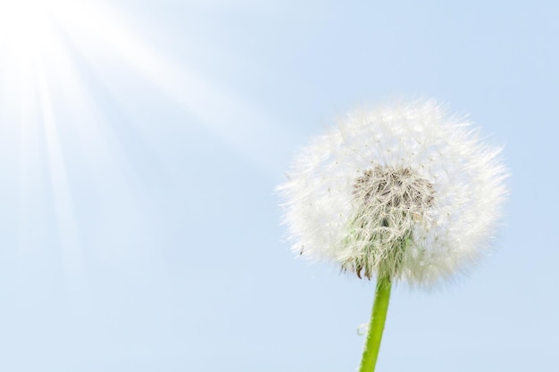 flor de diente de león