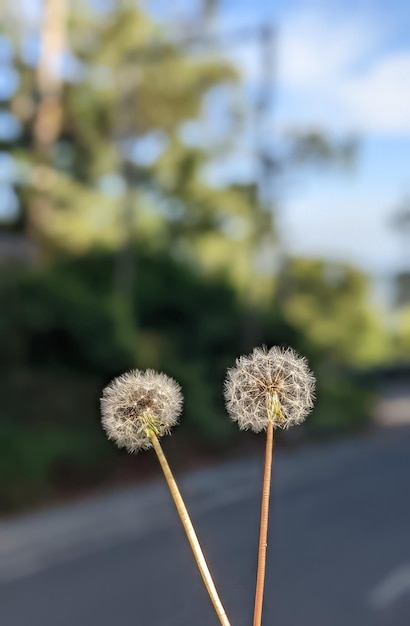 flor de diente de león