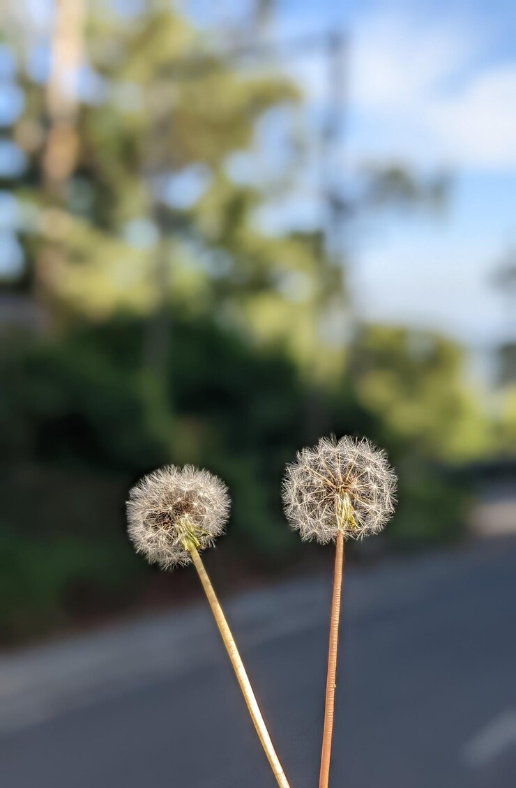 Flor diente de león