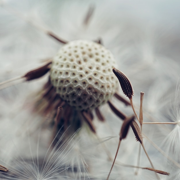 la flor de diente de león