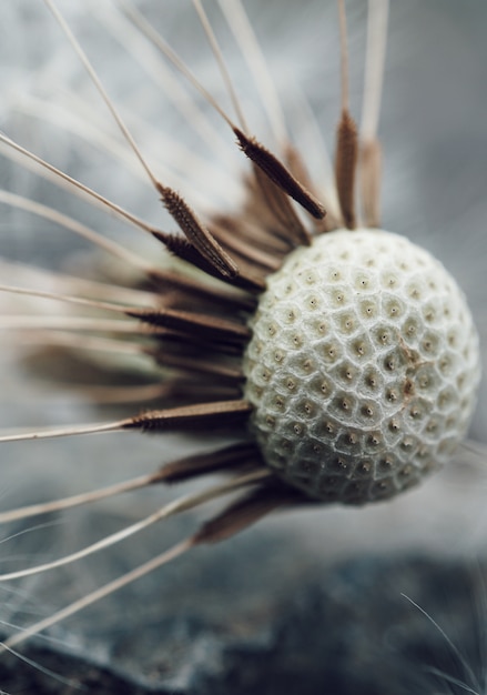 la flor de diente de león