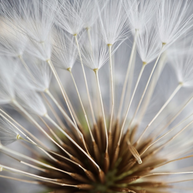 la flor de diente de león