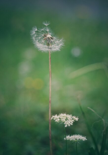 la flor de diente de león