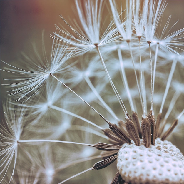 la flor de diente de león