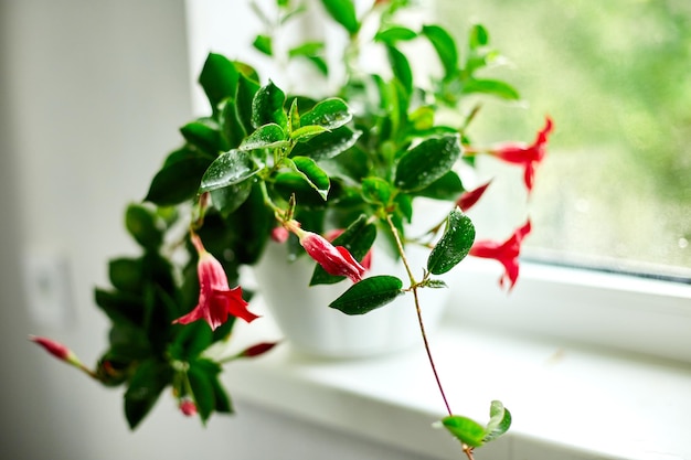 Flor Dipladenia roja que crece en la maceta en el alféizar de la ventana en casa Mandevilla sanderi con enfoque suave en el concepto de jardinería de fondoxA