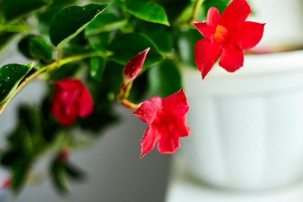 Flor Dipladenia roja que crece en la maceta en el alféizar de la ventana en casa Mandevilla sanderi con enfoque suave en el concepto de jardinería de fondoxA