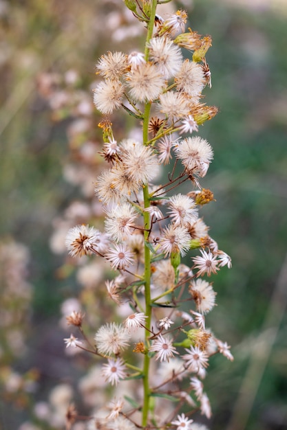 Flor de Dittrichia graveolens