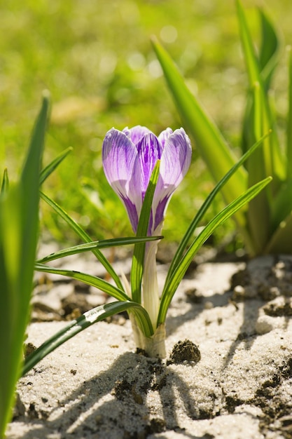 flor do açafrão