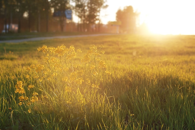 Flor do campo em um prado verde na hora do pôr do sol da noite de primavera