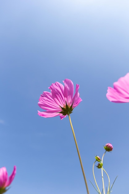 Flor do cosmos Cosmos Bipinnatus