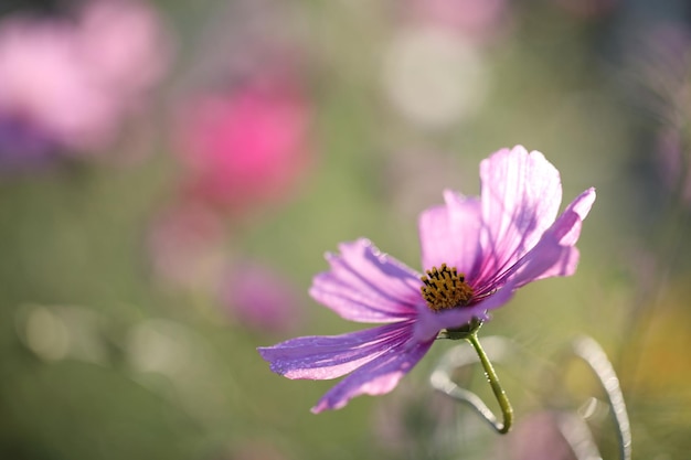 Flor do cosmos em close-up no fundo da natureza