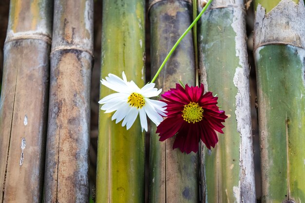 Flor do cosmos na mesa de bambu