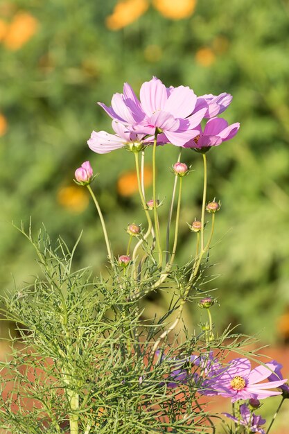 Flor do Cosmos no campo