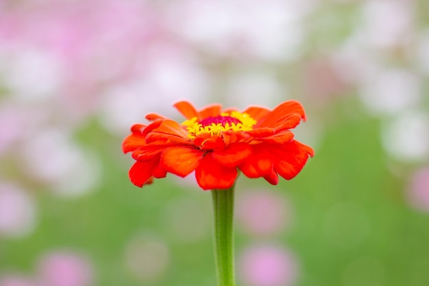 Foto flor do cosmos no jardim de perto