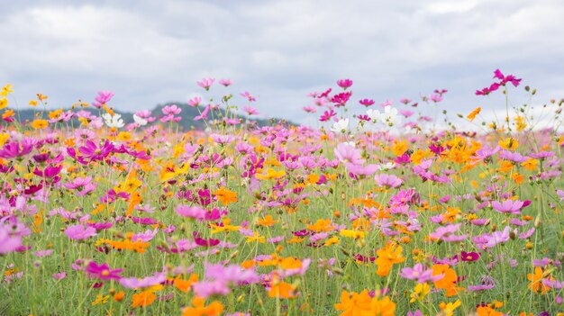 Flor do cosmos no jardim.