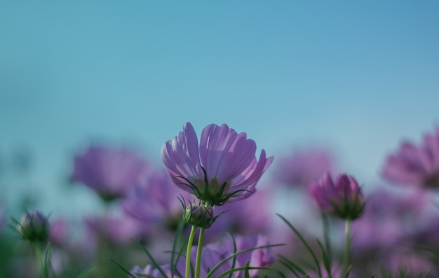 Flor do cosmos que floresce belamente para o fundo.