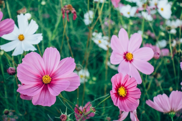 flor do cosmos