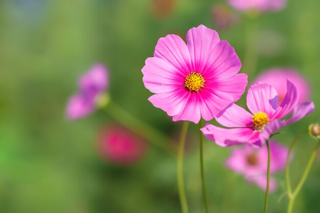 Flor do cosmos