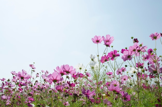 Flor do cosmos