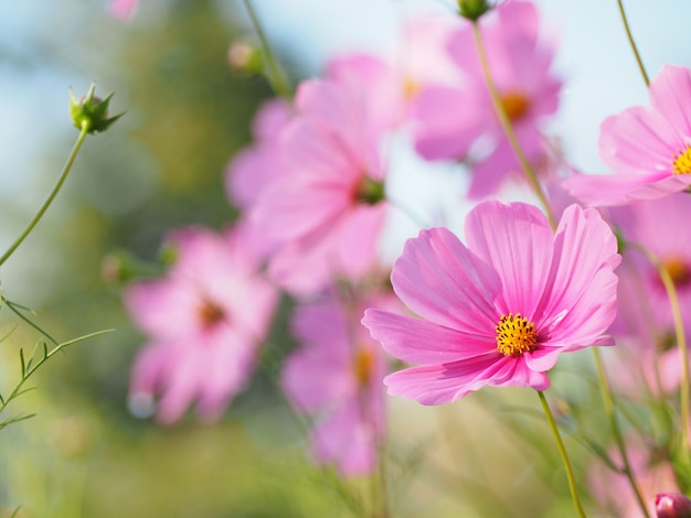 flor do cosmos