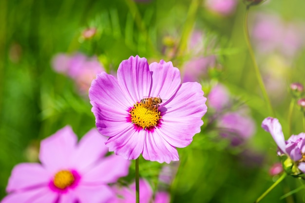 Flor do cosmos