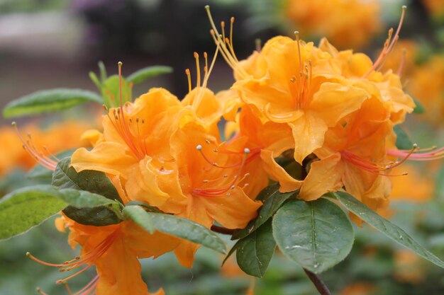 Flor do magnífico rododendro laranja