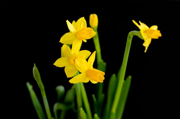 Flor do narciso no preto. Close-up, conceito floral