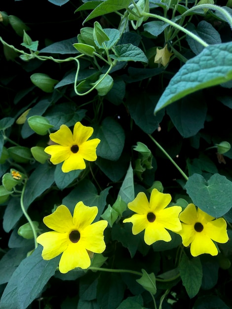 Flor do olho do poeta amarelo Thunbergia alata