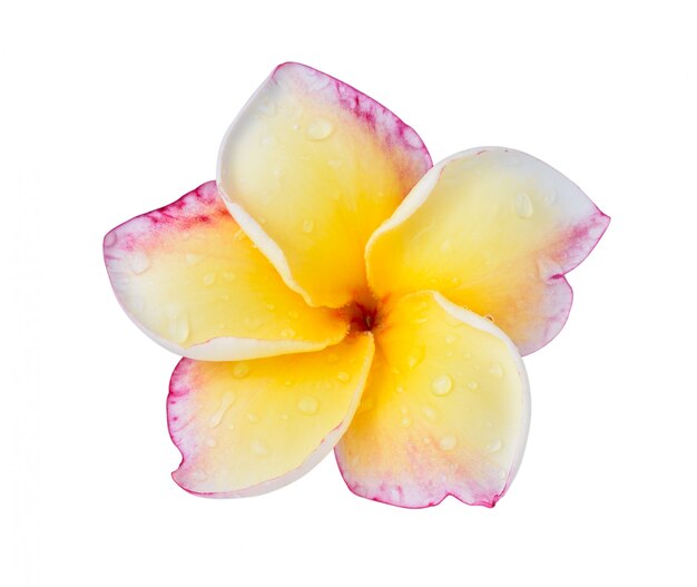 Flor do plumeria no branco.