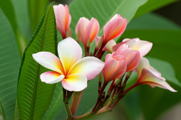 Flor do plumeria ou do frangipani, flor tropical.