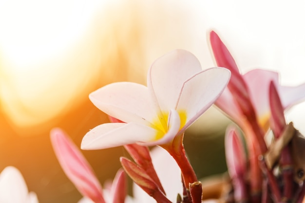 Flor do Plumeria que floresce no sol da manhã.