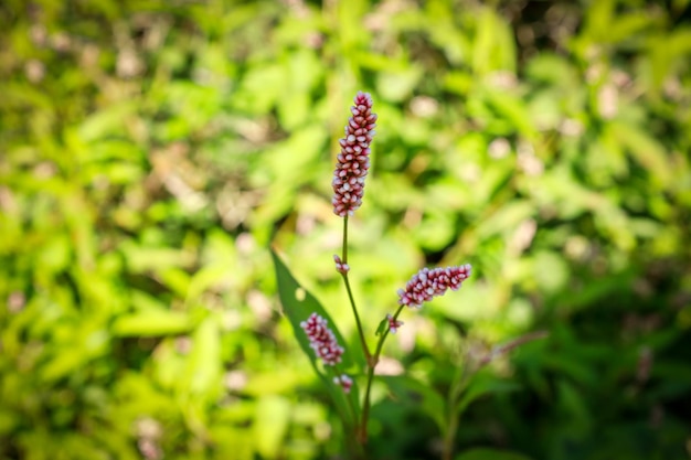 Flor do polegar da senhora ou planta Persicaria maculosa, família do trigo mourisco. Flor de macro de close-up.