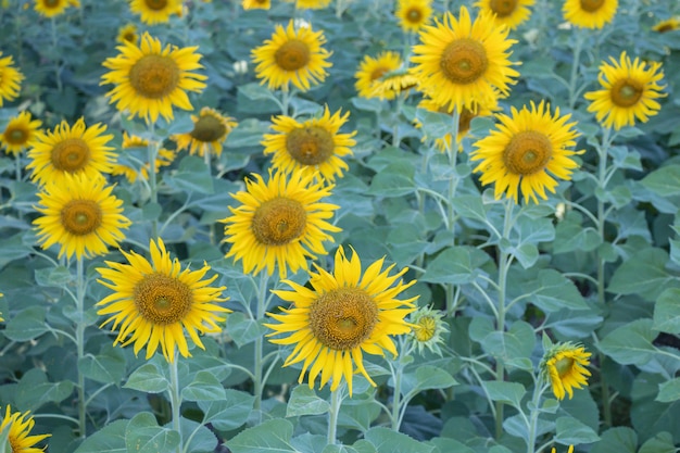 Flor do sol em um fundo de natureza