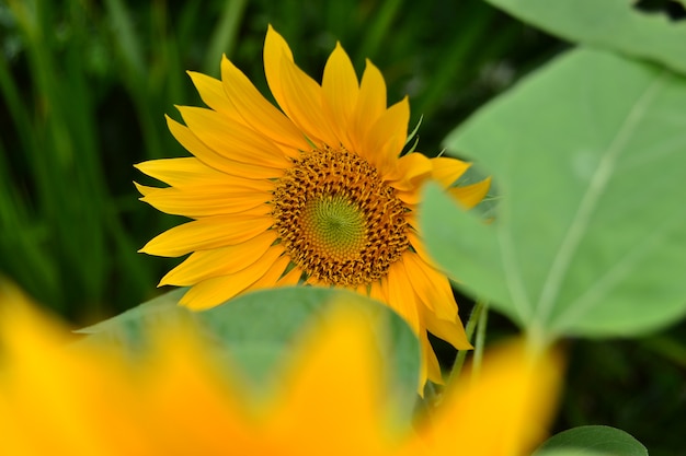 Flor do sol no jardim