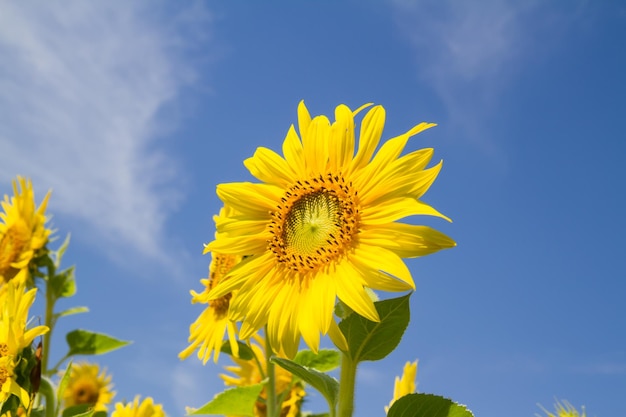 Flor do sol no jardim